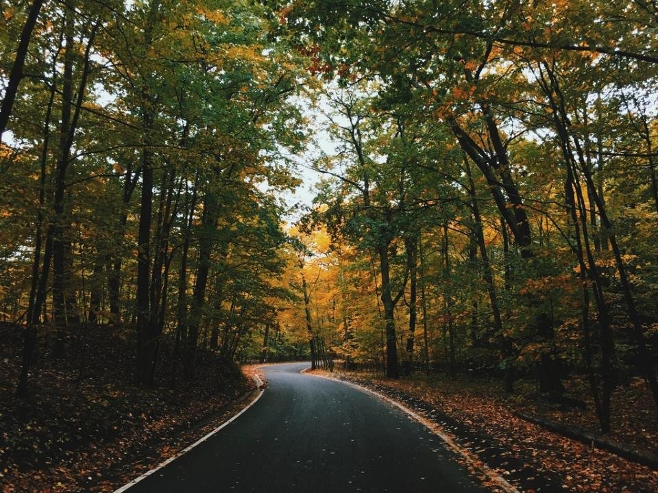 Carretera que atraviesa un bosque frondoso en verano